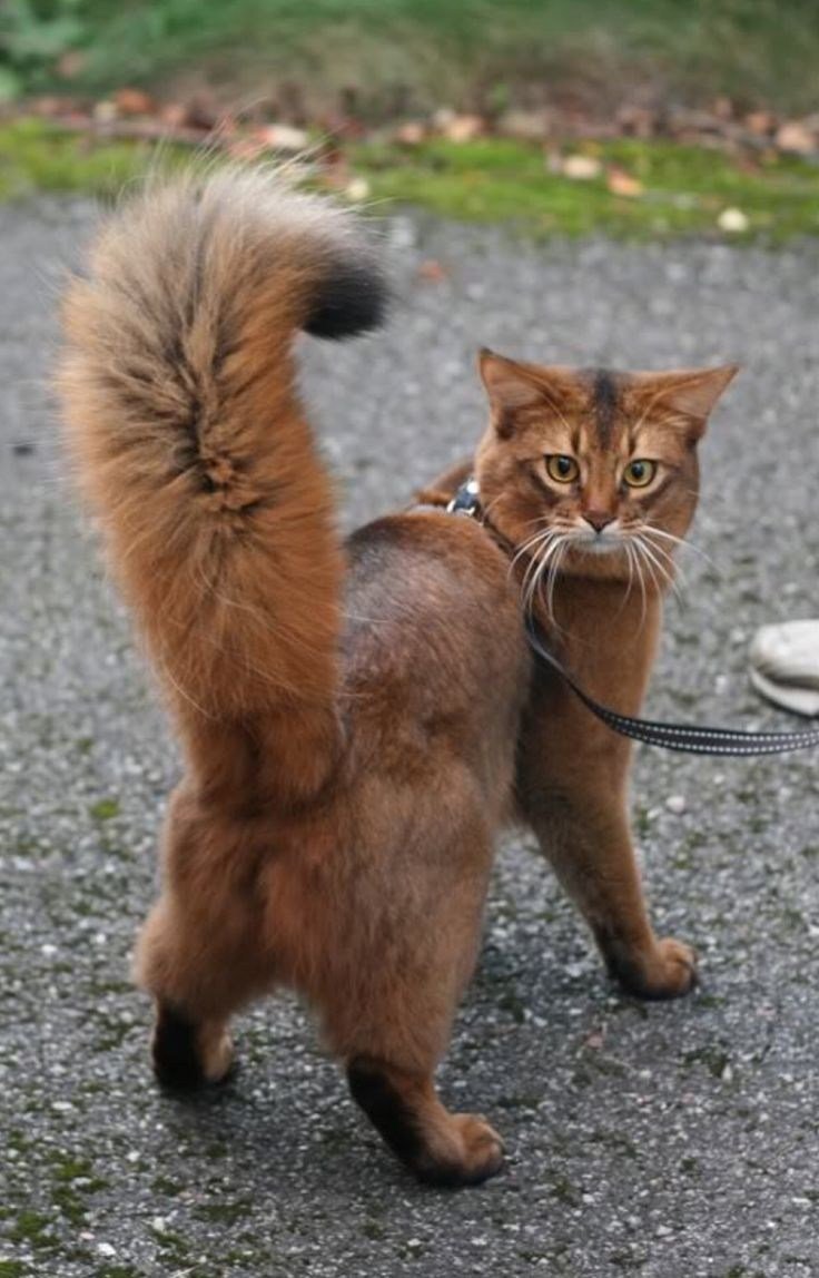 Котобелка Сомали