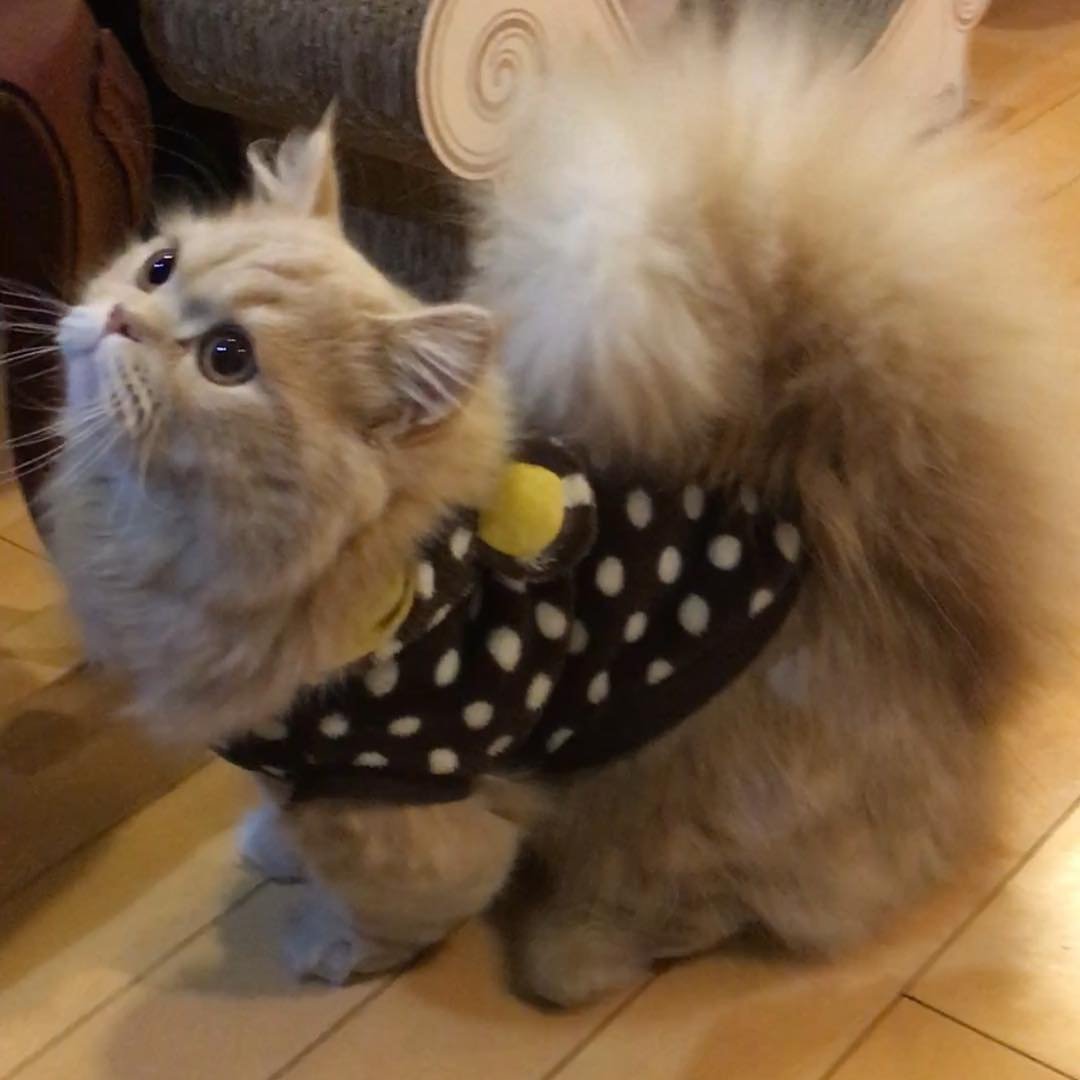 Кошка с беличьим хвостом