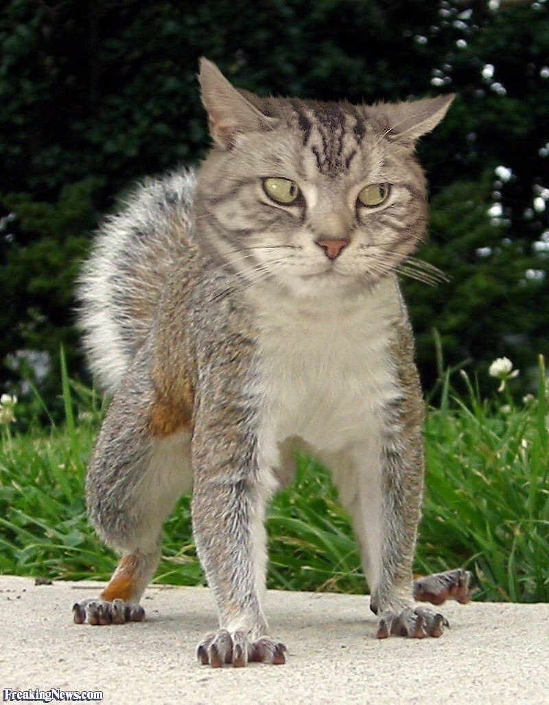 Кот скрещенный