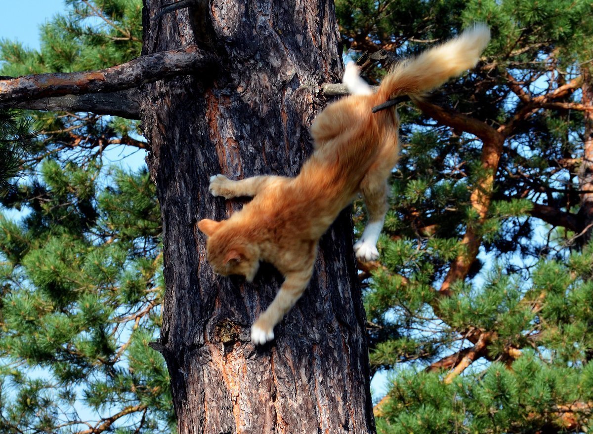 Кошка Белочка