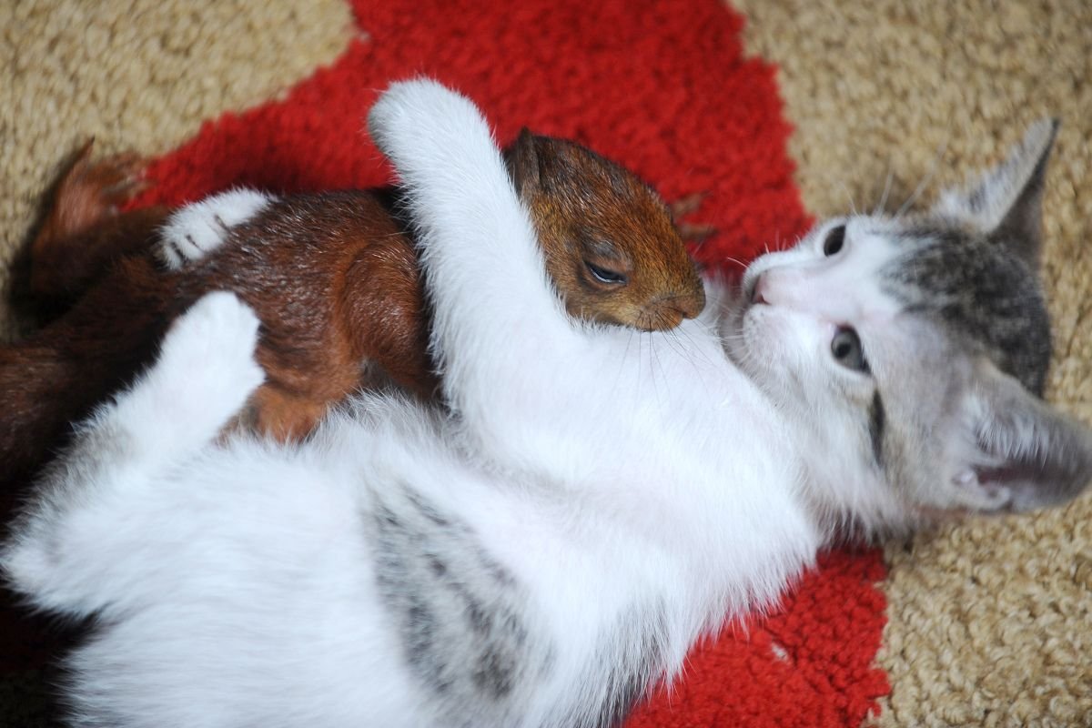 Белка и кот