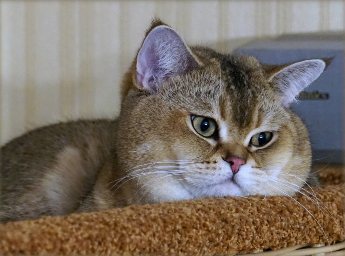 Коты с щечками