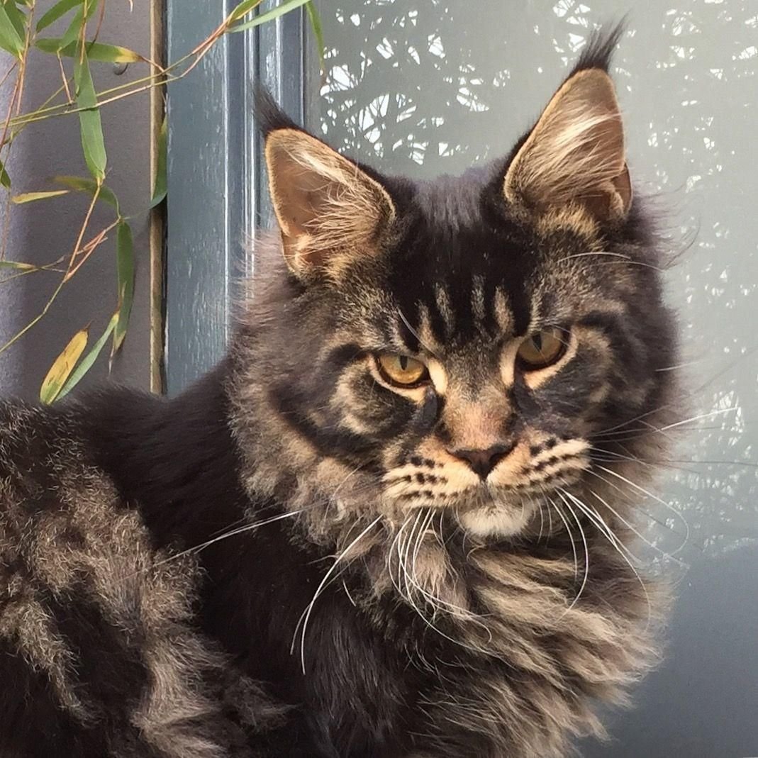 Мейн кун табби