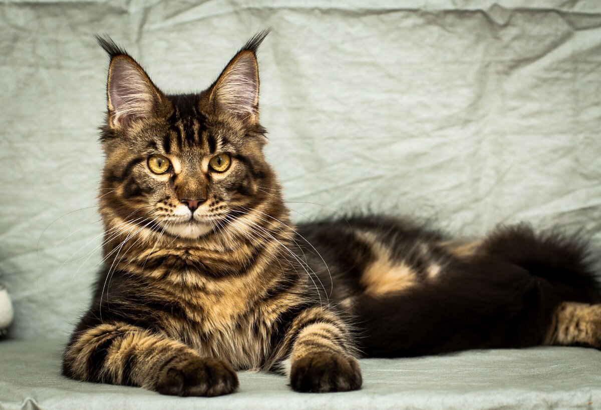 Рысь и Мейн кун