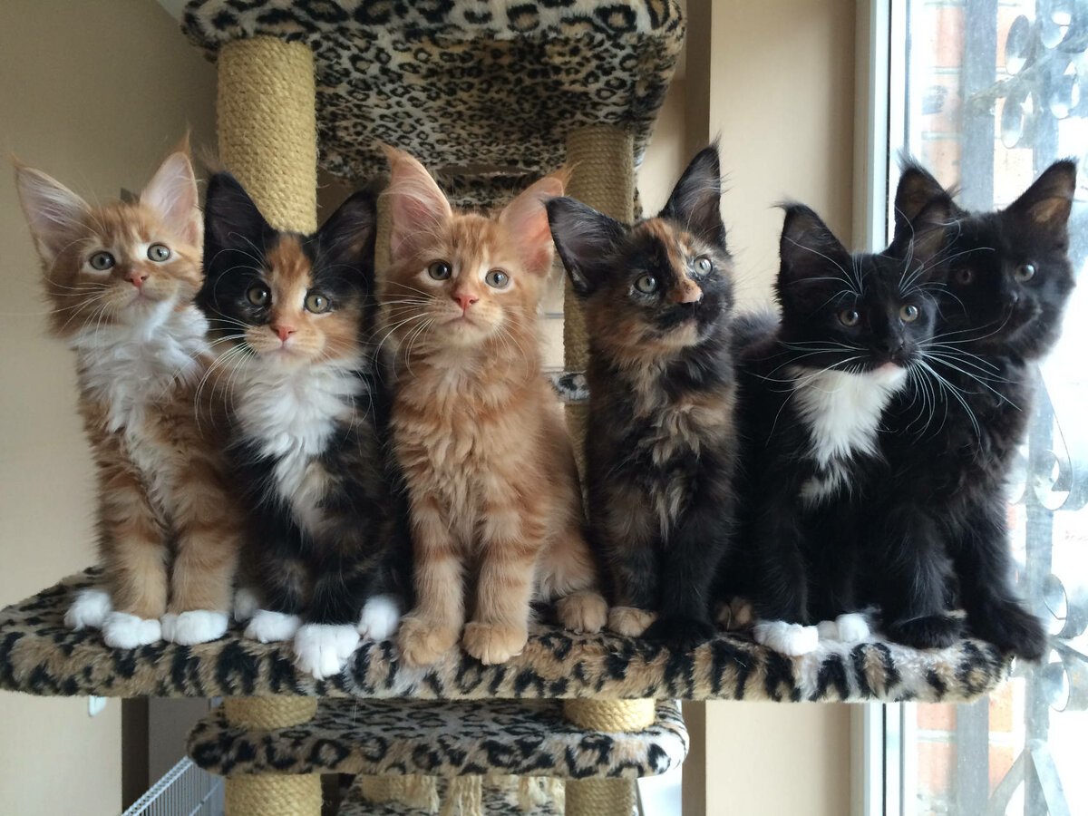 Мейн кун расцветки