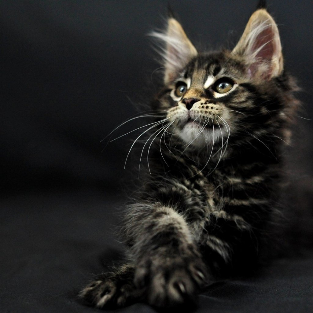 Котики Мейн куны милые