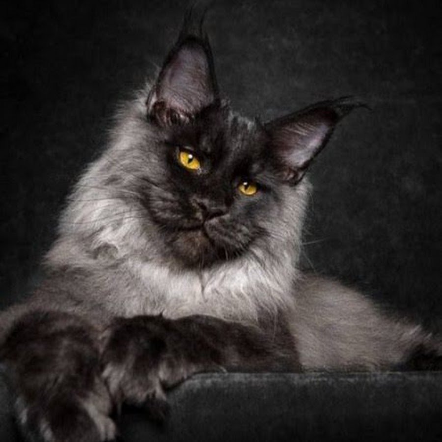 Мейн кун окрас черный дым