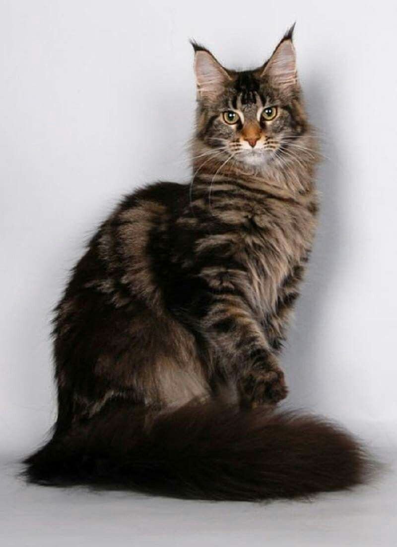 Мейн кун черный мрамор