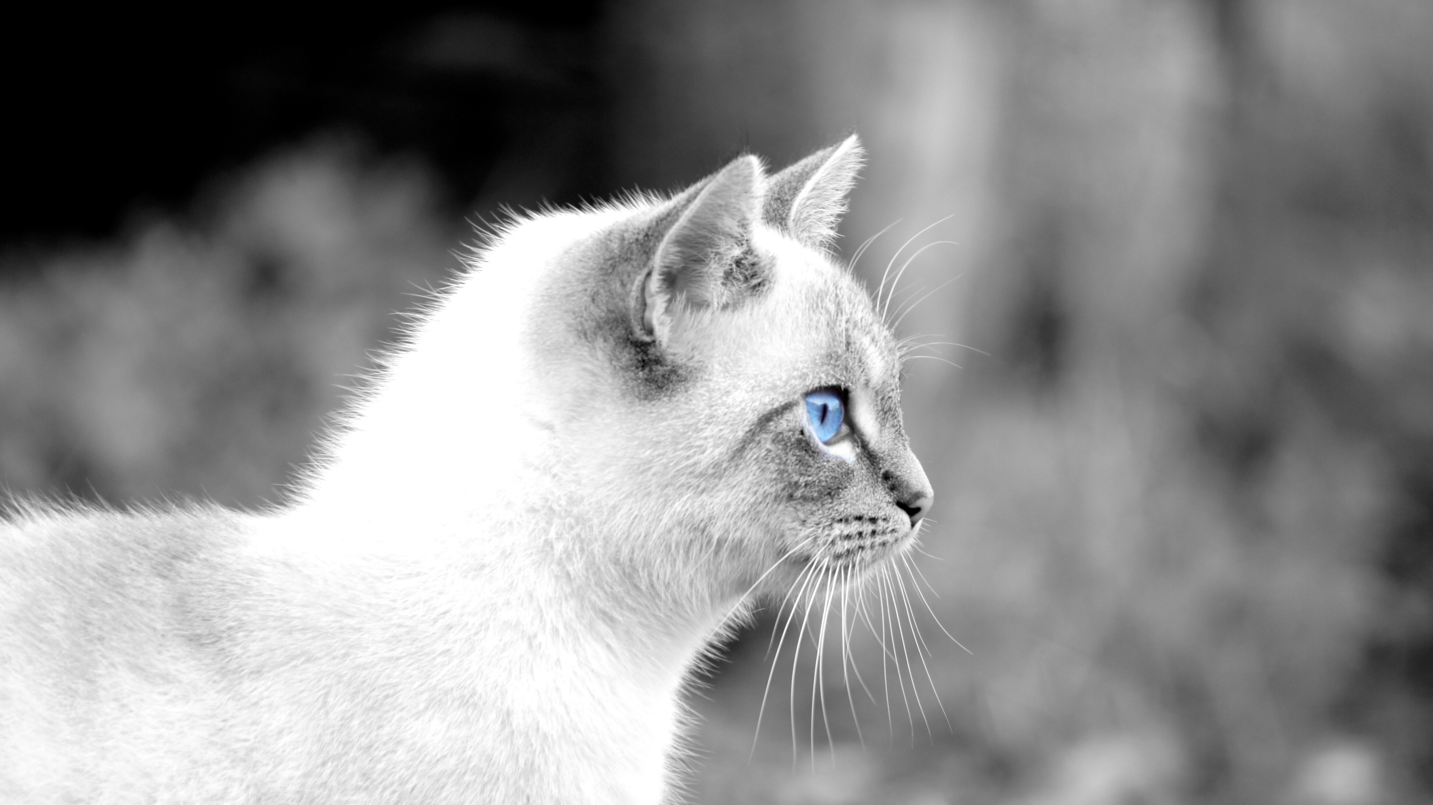 Белый тута. Серо белая кошка. Светло серая кошка. Кошка белая. Кошка с голубыми глазами.
