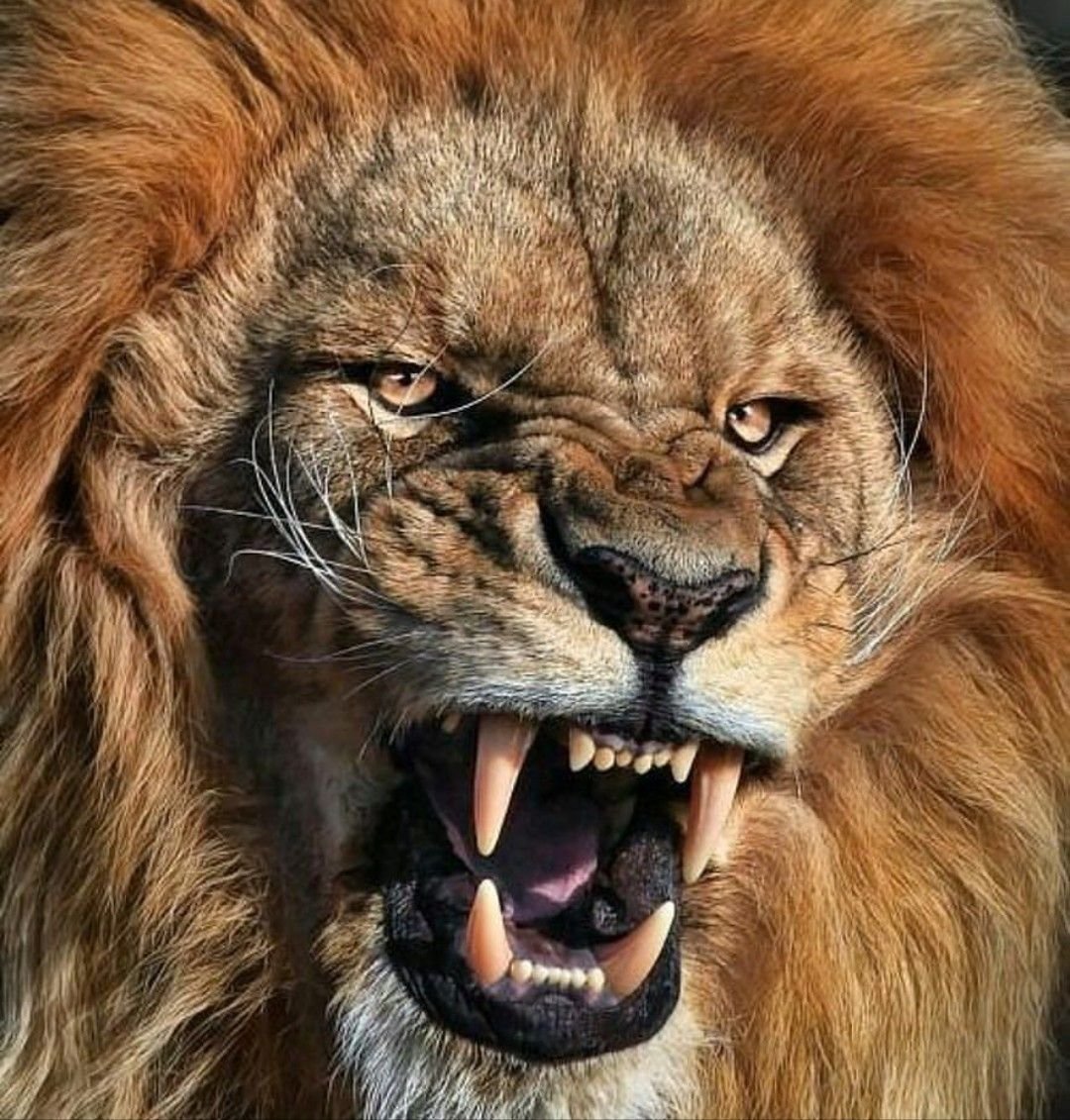 Лев рычит