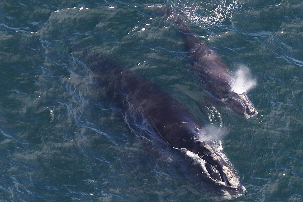 Южный гладкий кит животное