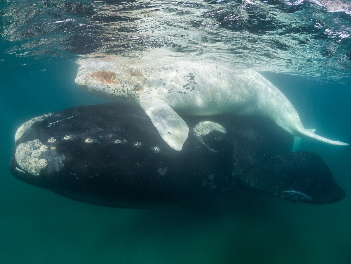 Гладкий кит альбинос
