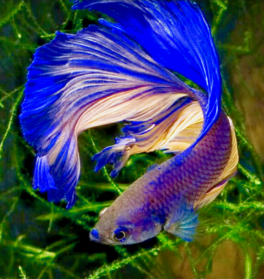 Гуппи вуалевый