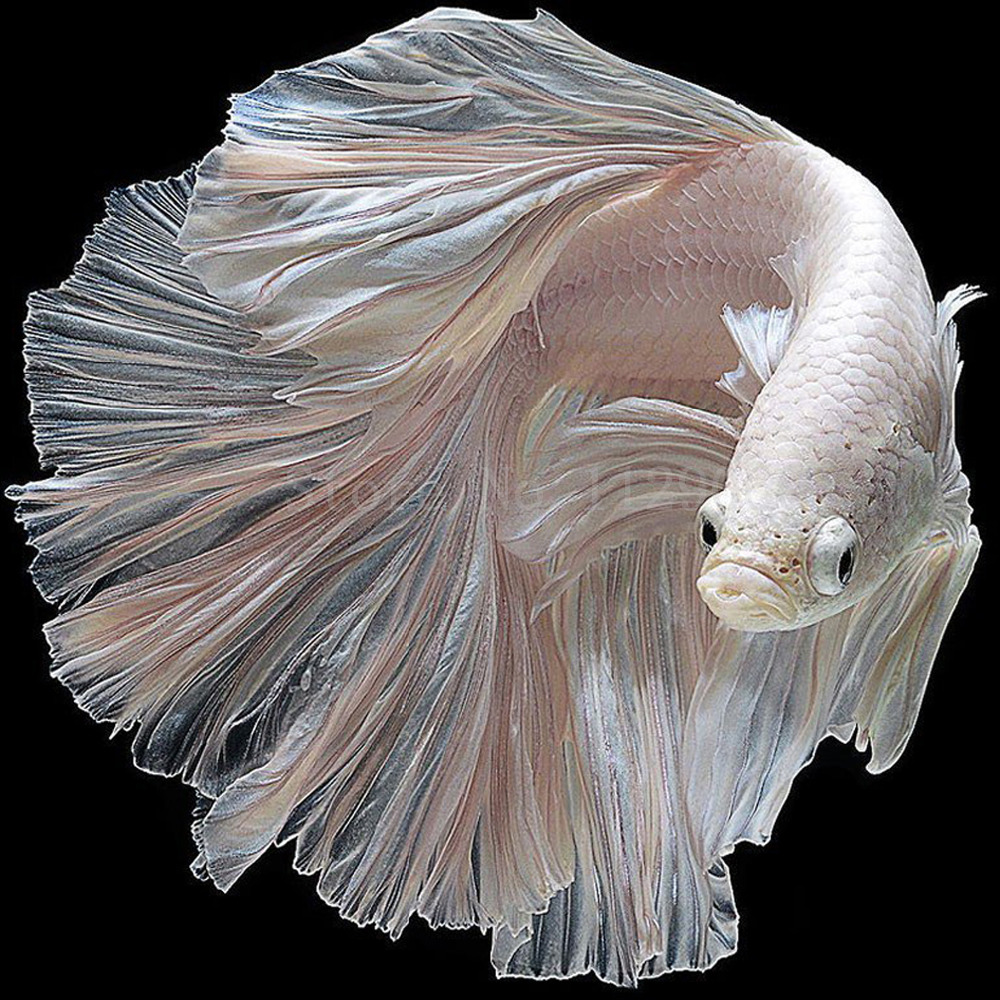 Рыбка петушок альбинос