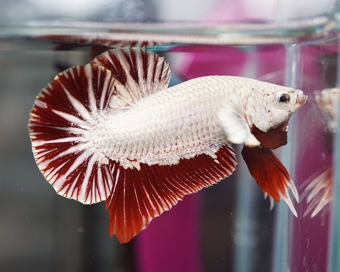 Рыбка петушок ред драгон