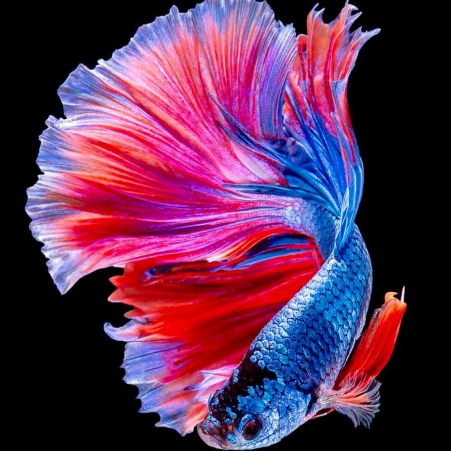 Петушок Бетта Спленденс