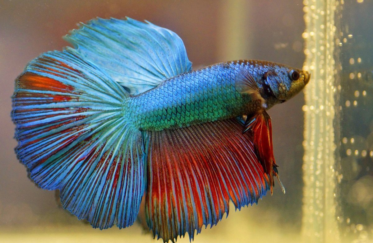 Петушок коронохвостый аквариумная рыбка