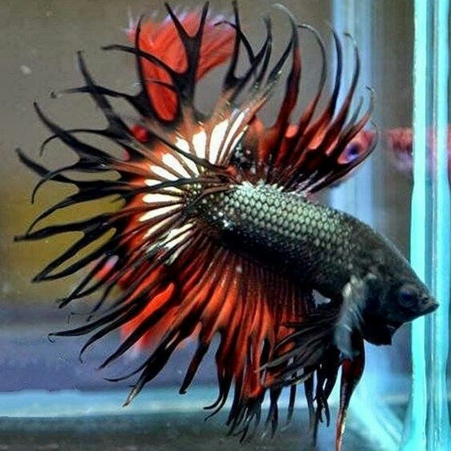 Рыбка петушок коронохвостый