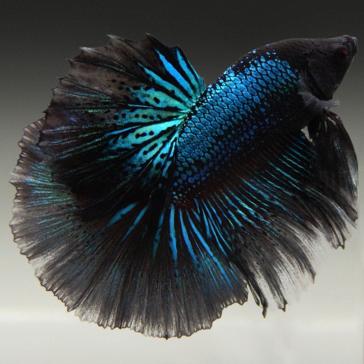 Королевский петушок рыбка