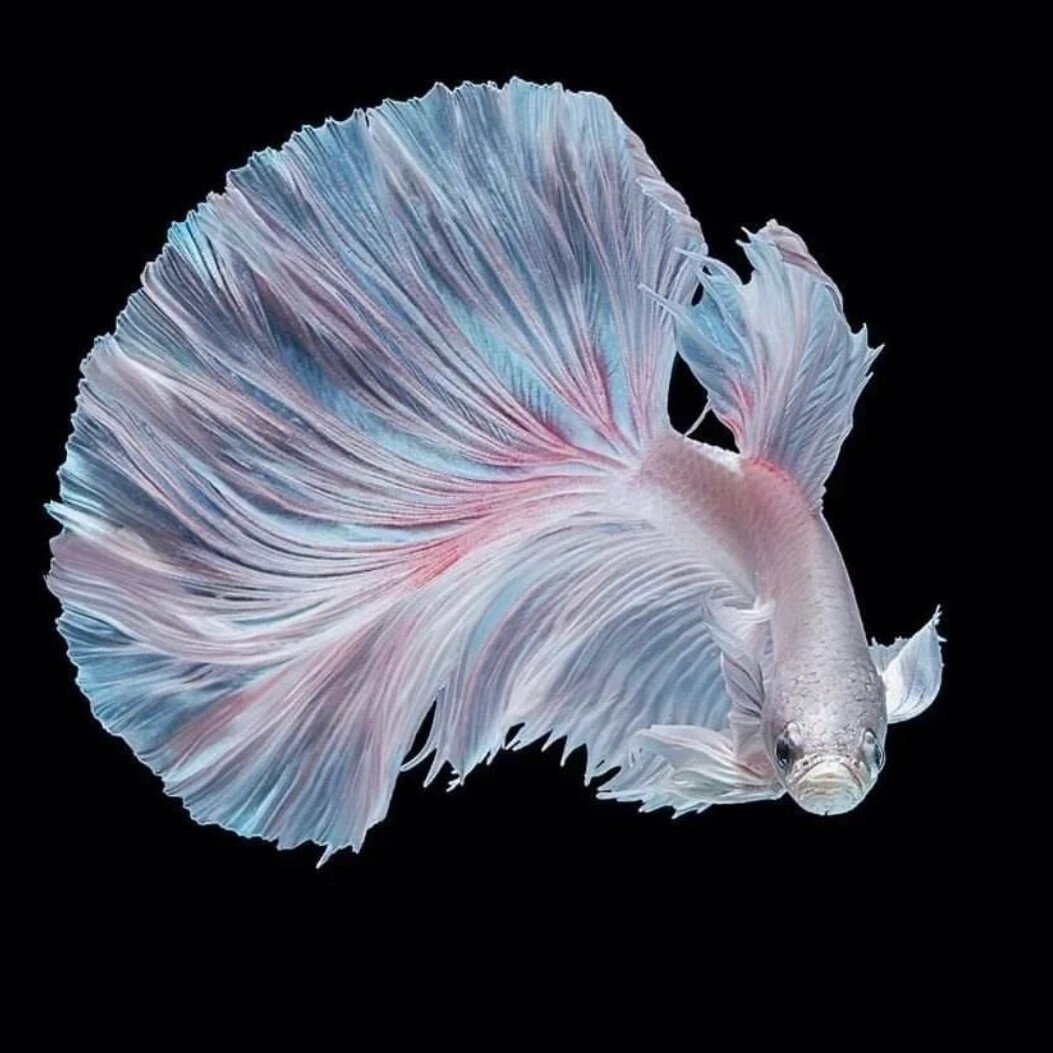 Бойцовая рыбка сиамский петушок