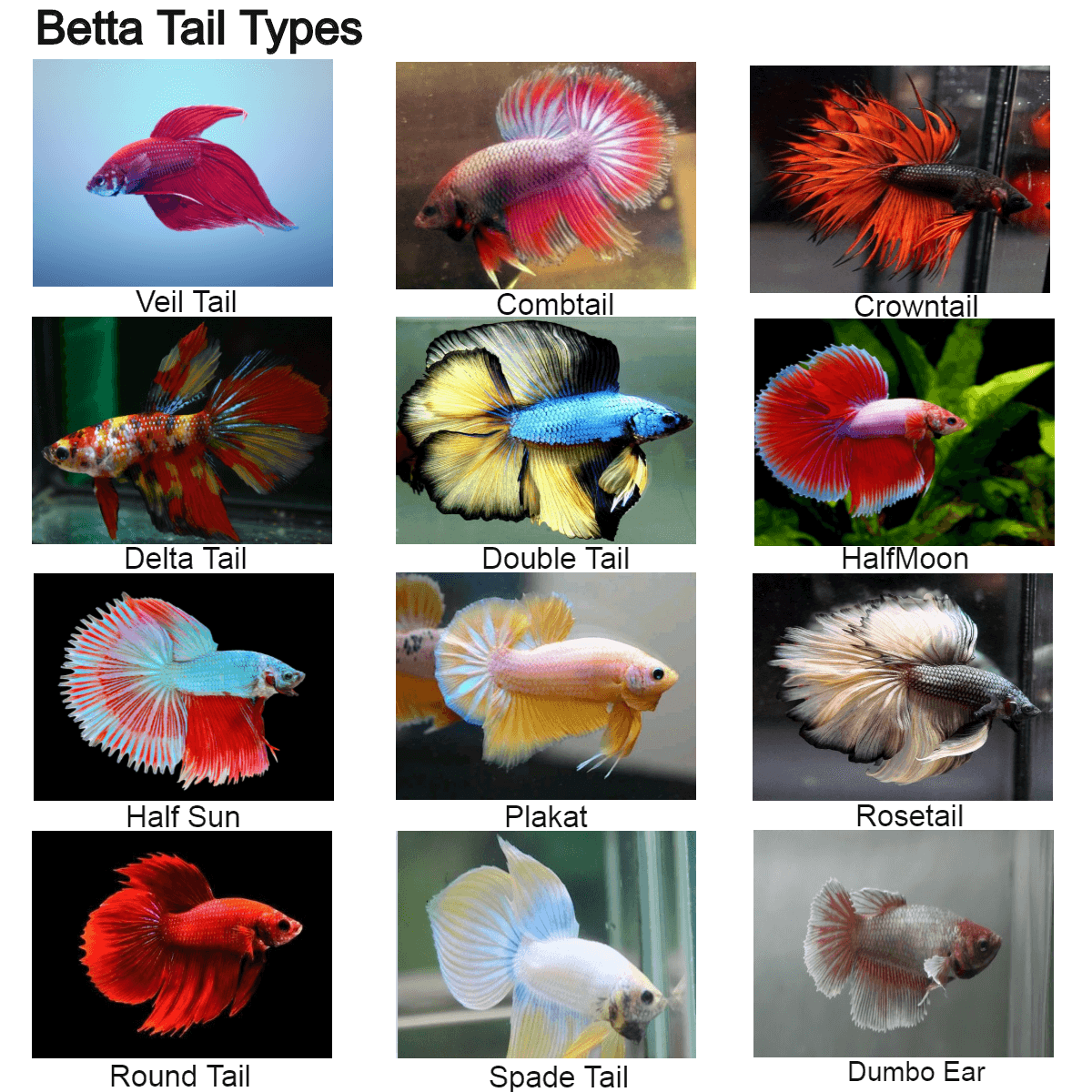 Породы петушков рыбок