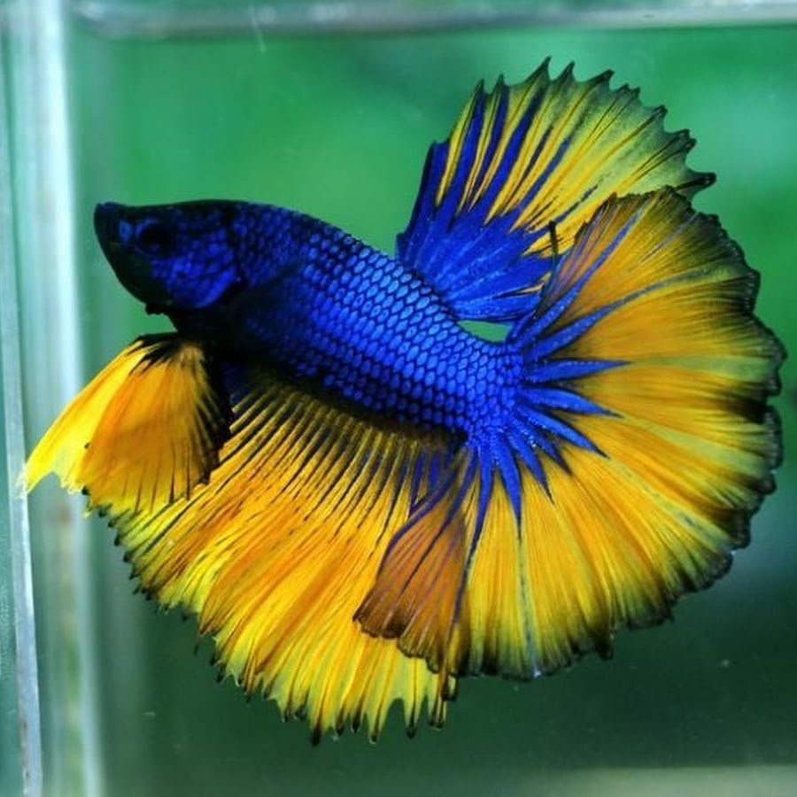 Рыбка петушок самка