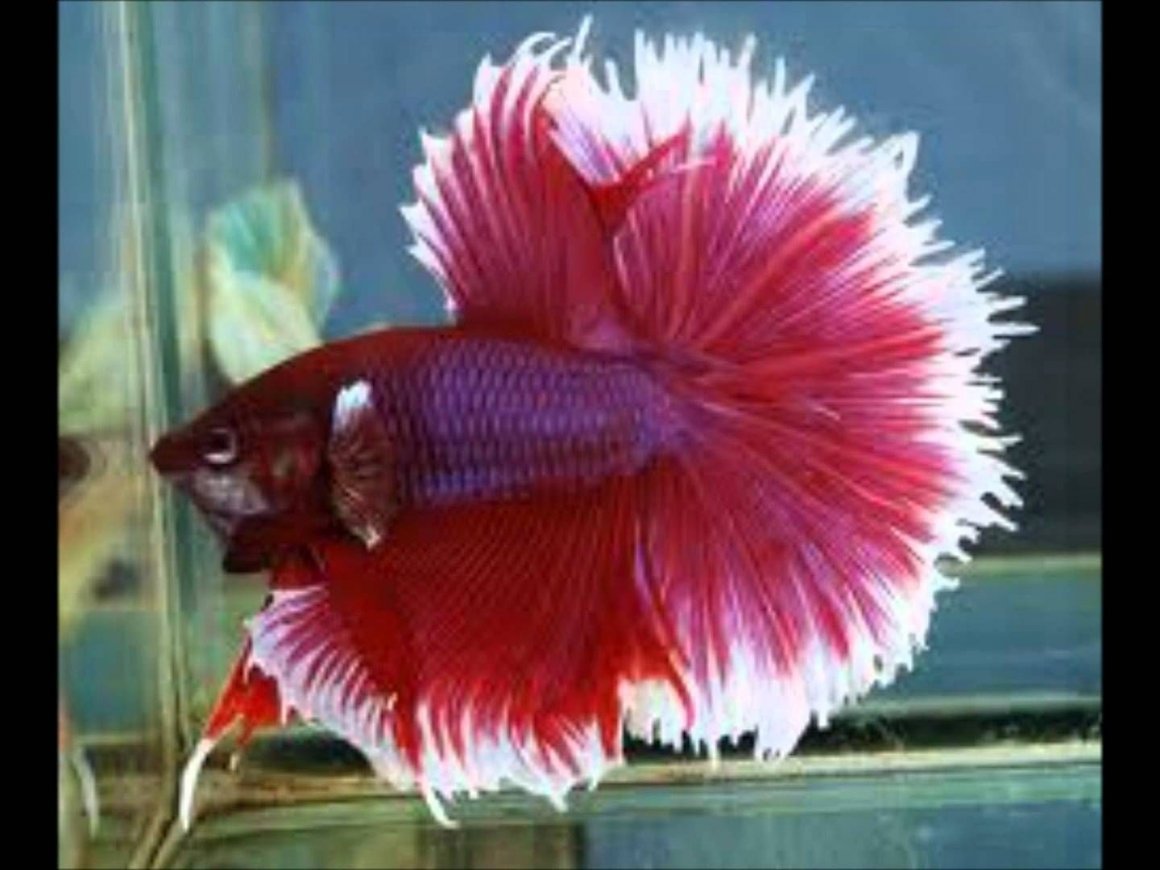 Сиамские бойцовые рыбки