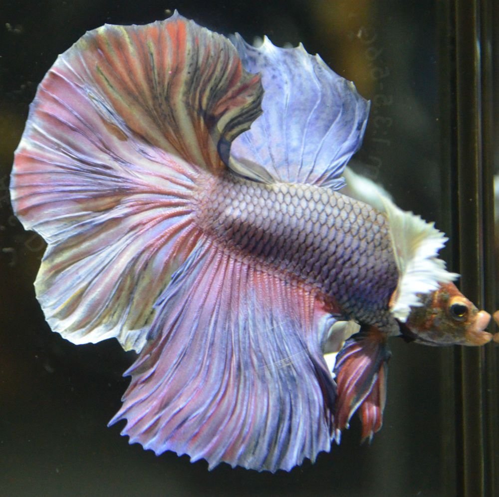 Петушок Халфмун Дамбо рыбка