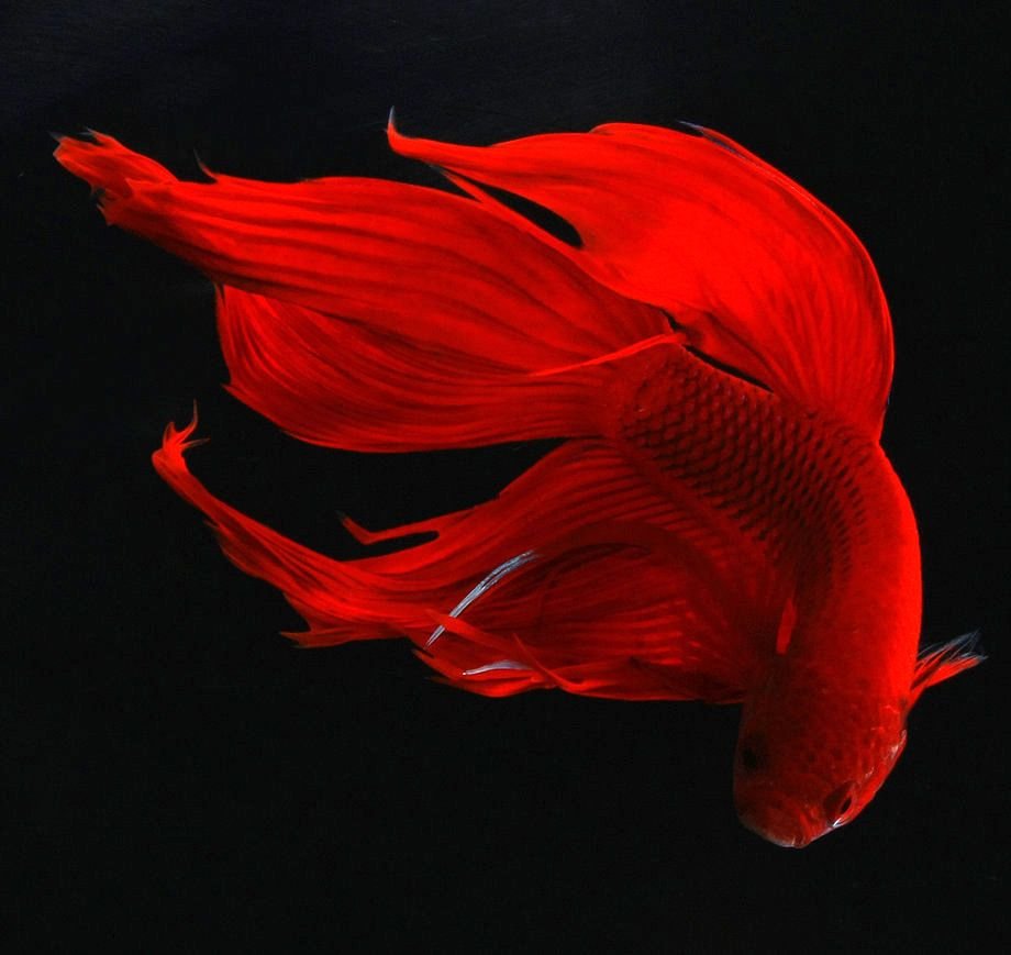 Красивая красная рыба