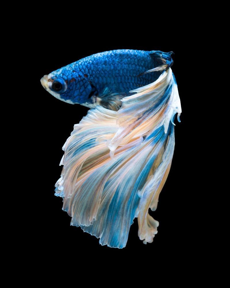 Сиамские бойцовые рыбки