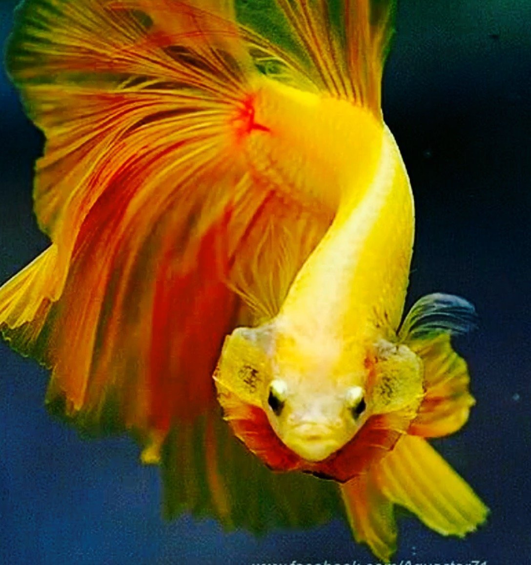 Сиамский петушок аквариумная рыбка