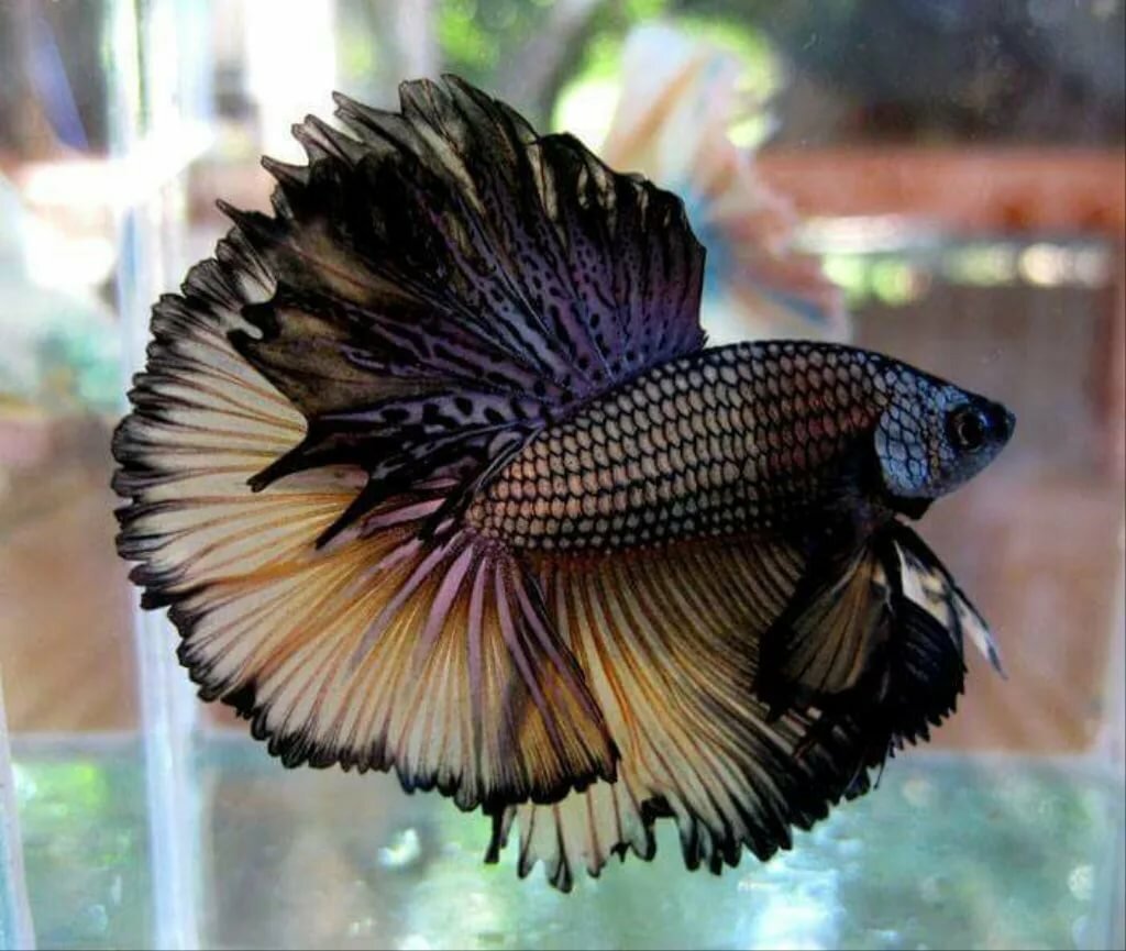 Петушок самец халф Мун