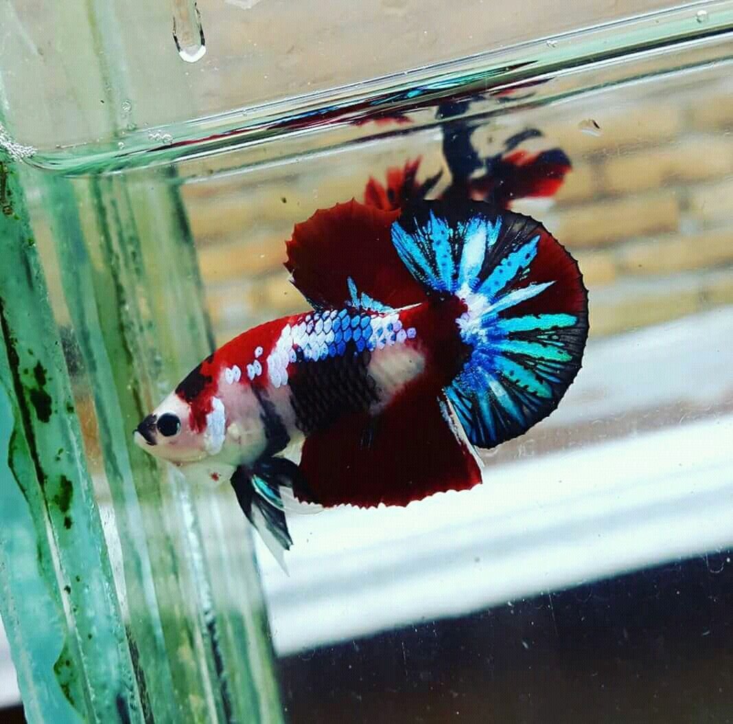 Аквариумные рыбки Петушки кои