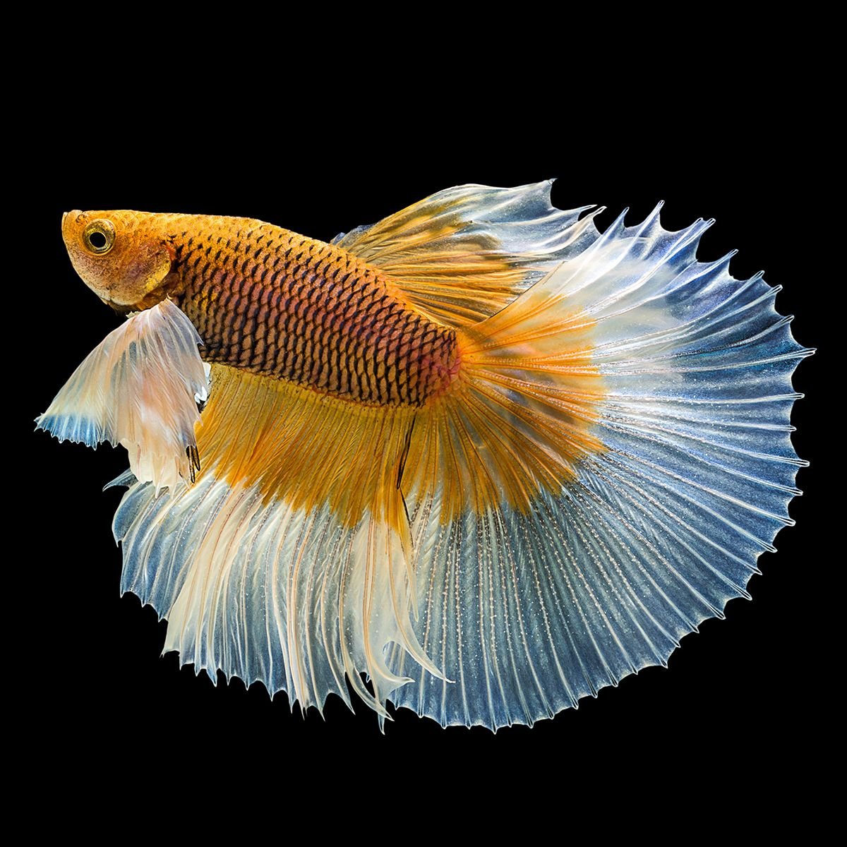 Рыбка петушок Халфмун бабочка