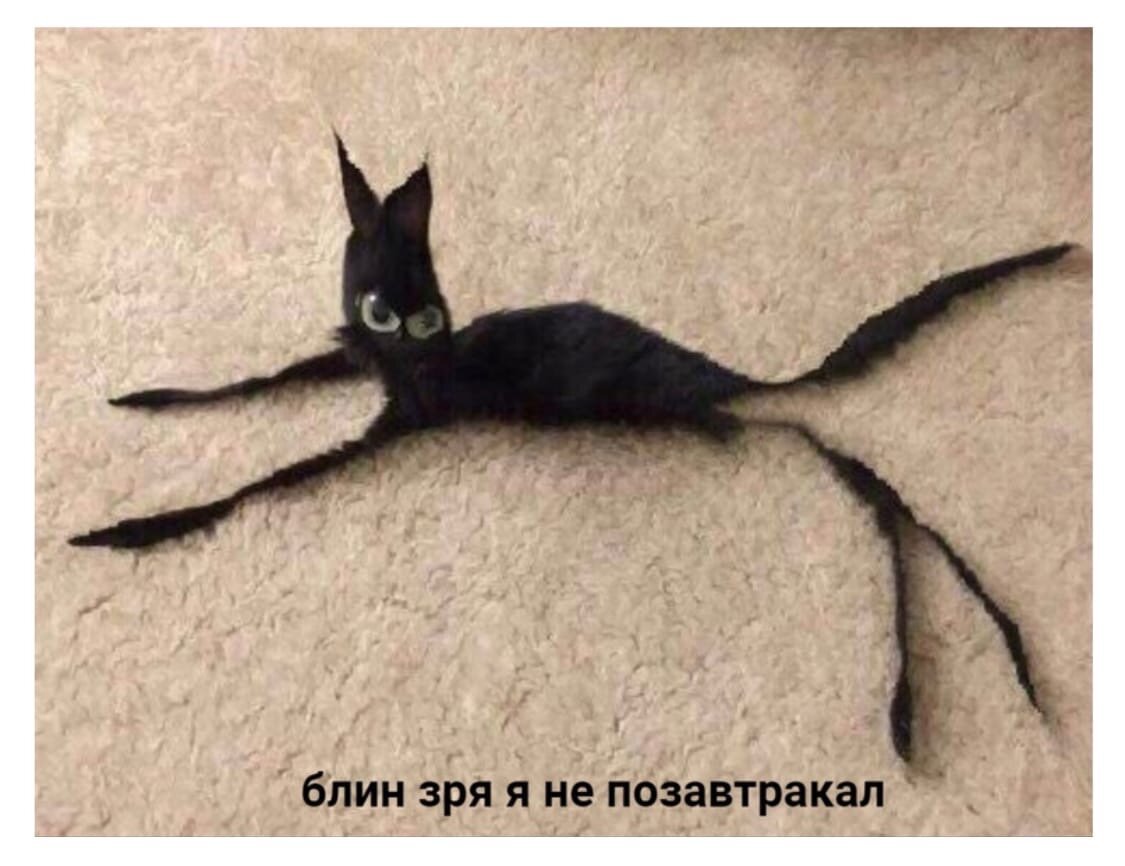 Худая кошка