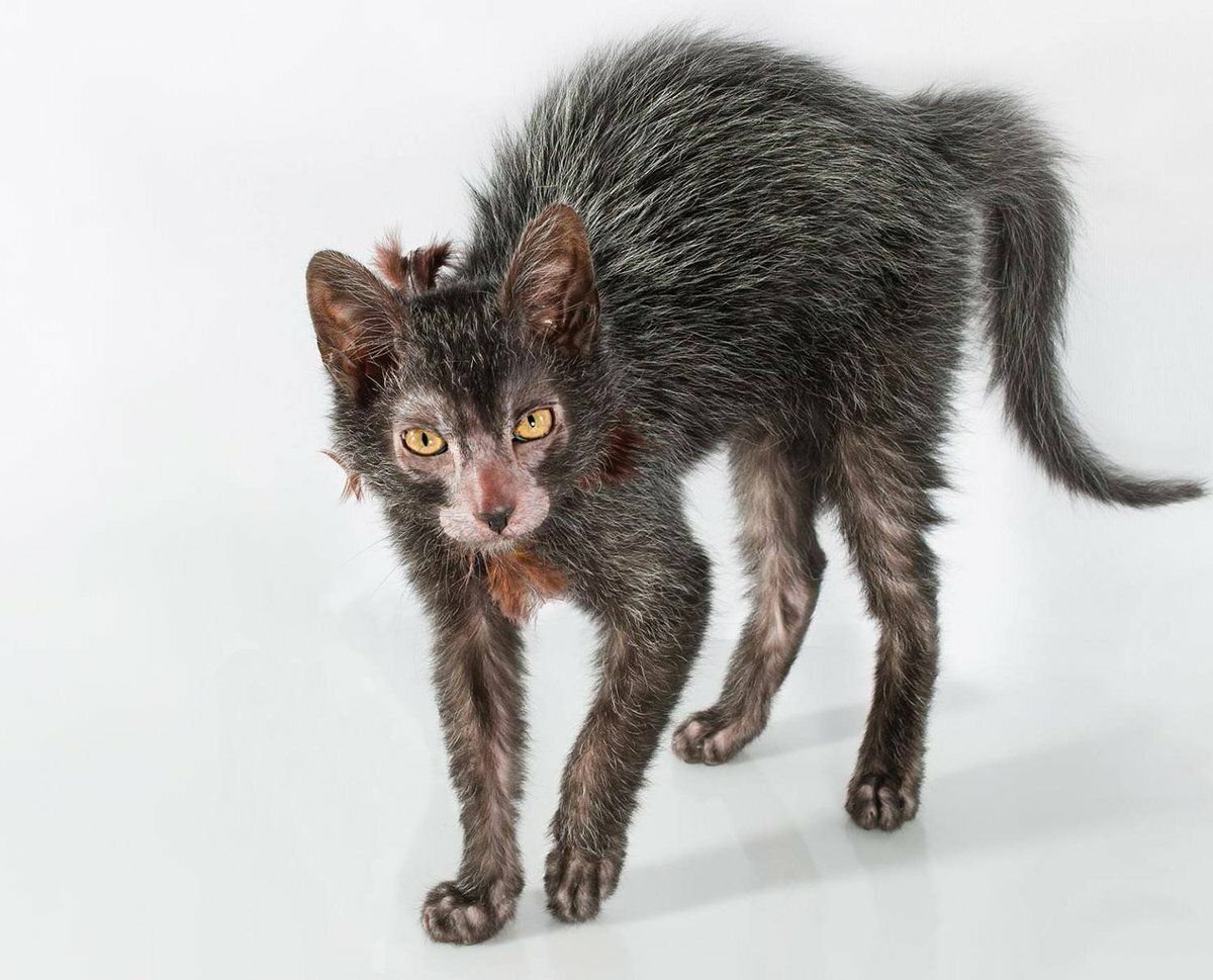 Кот оборотень Ликой