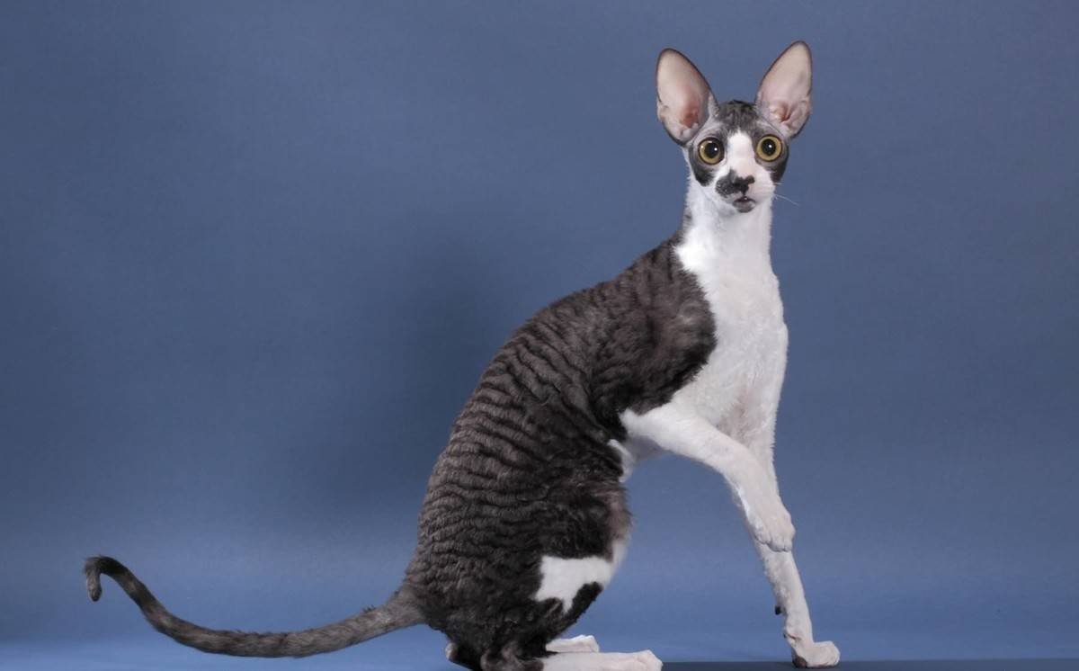 Американский Корниш рекс