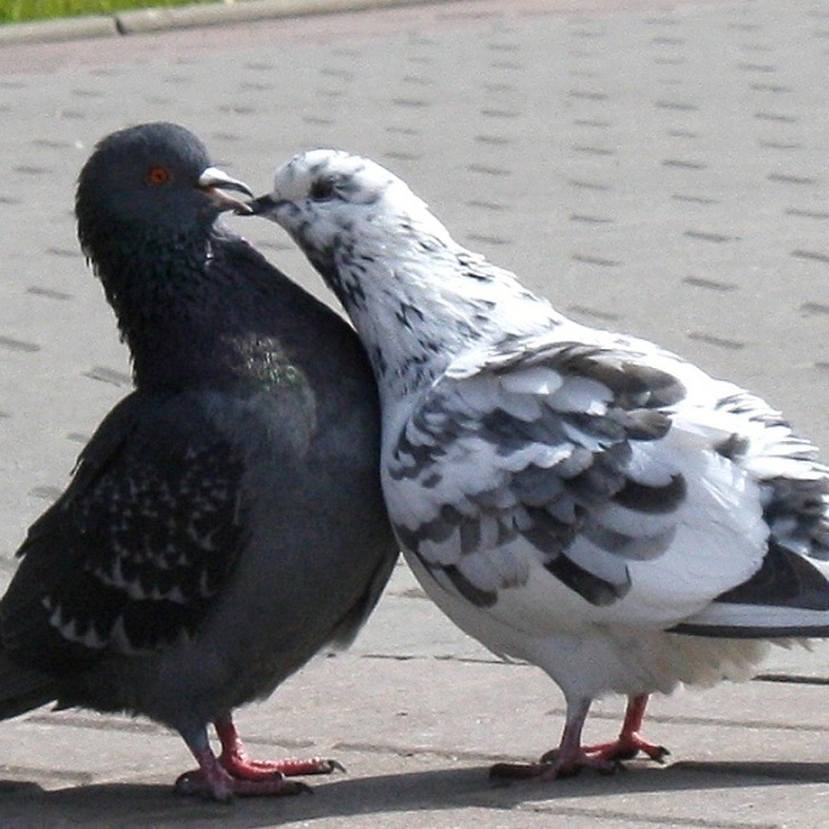 Серо-фиолетовая птица