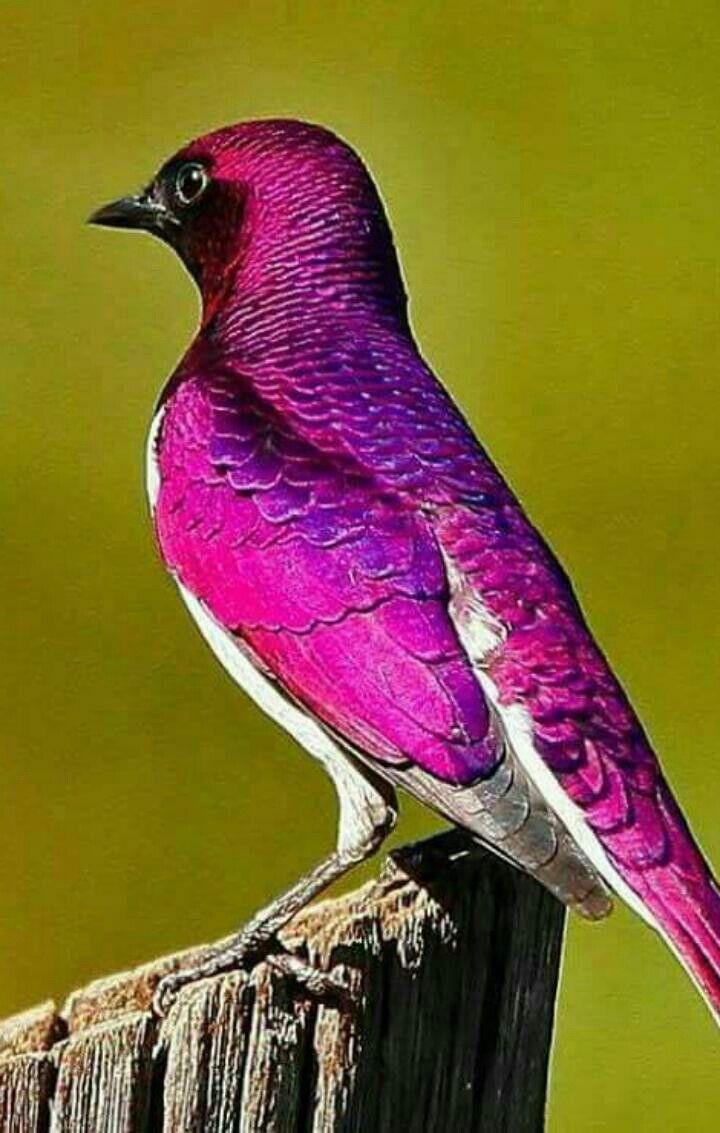 Сизый голубь меланист