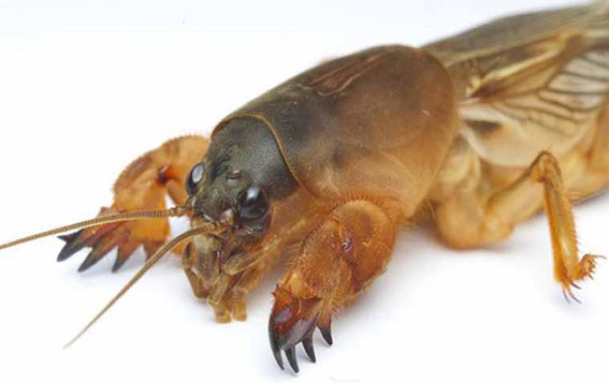 Медведка одношипная