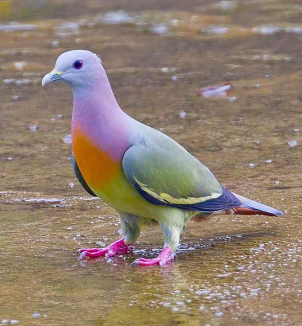 Аметистовый короткохвостый скворец