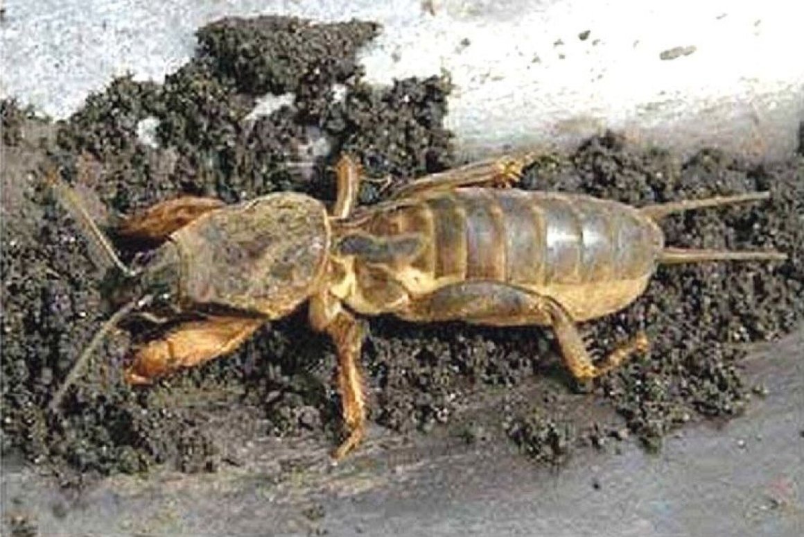 Норы медведки