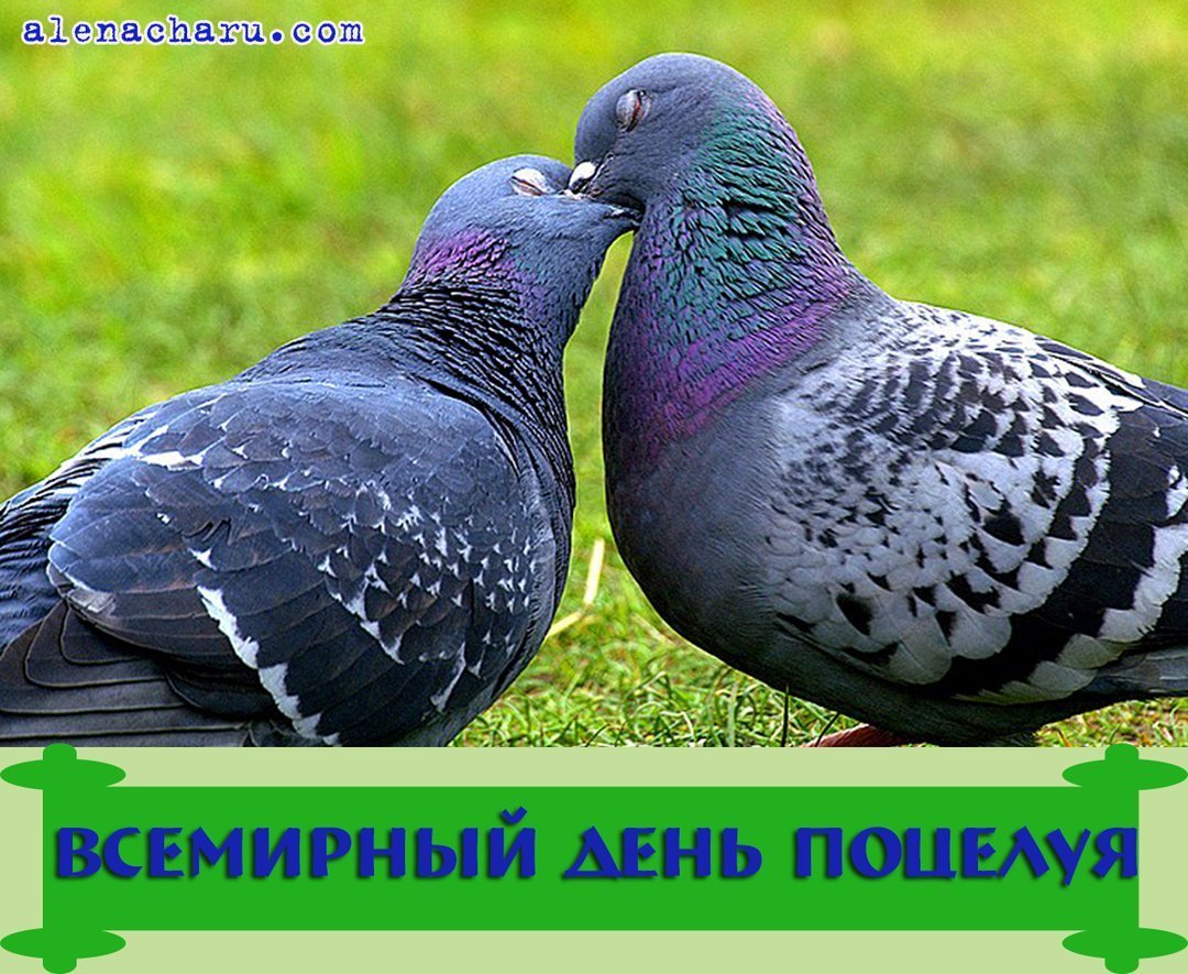 Голуби картинки красивые