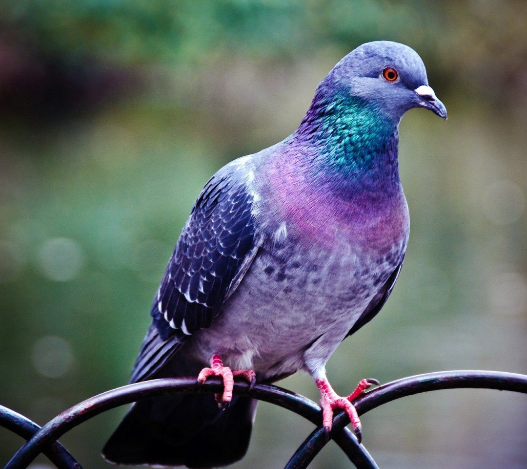 Красивые голуби