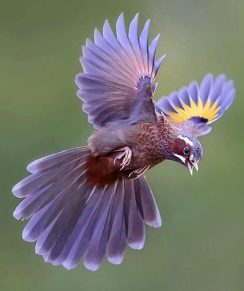 Воронежские зоревые голуби