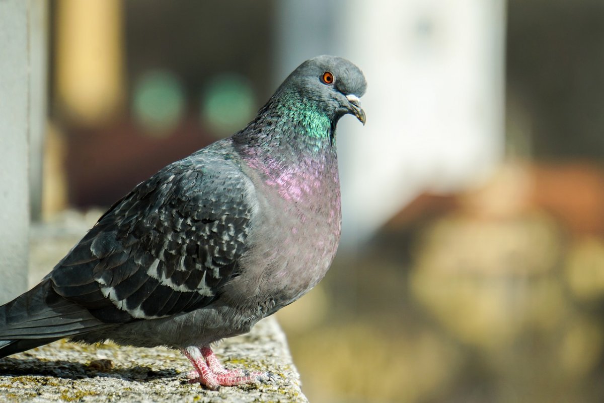 Верееносный весценоснвф голубь