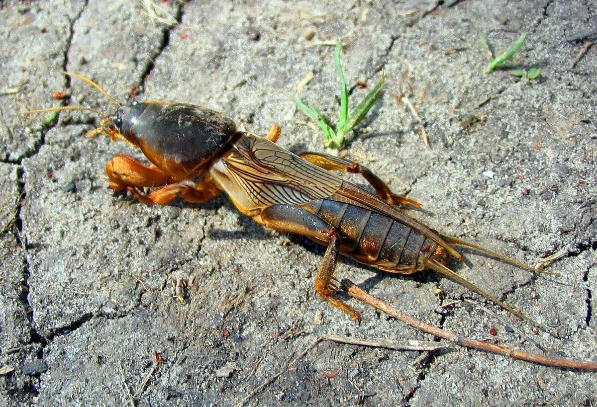 Турлук медведка