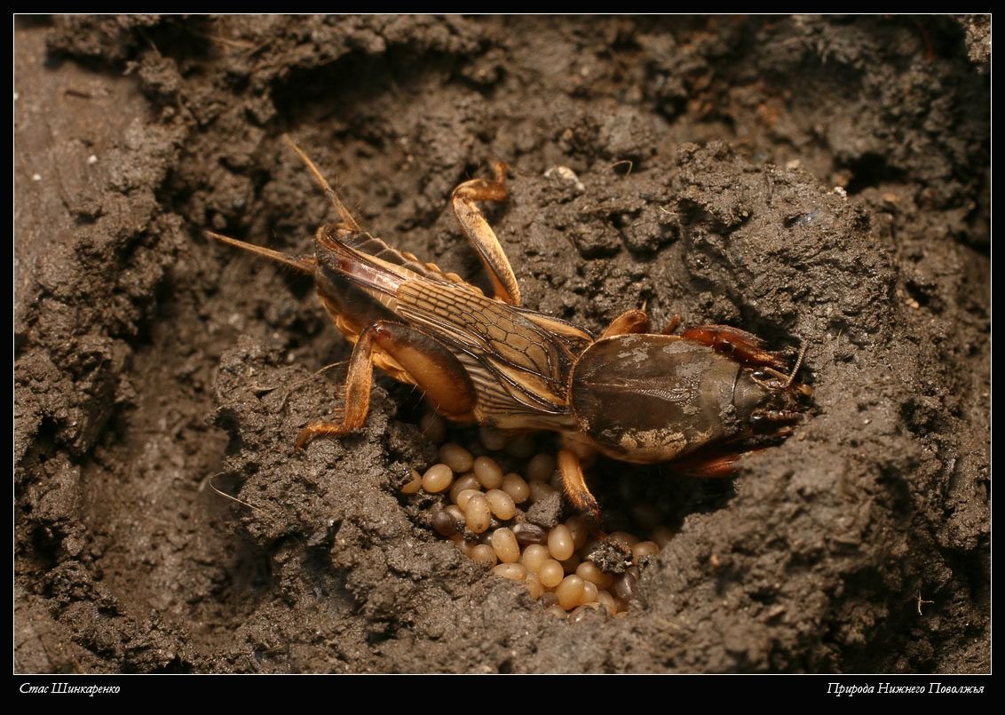 Медведка в пустыне Казахстана