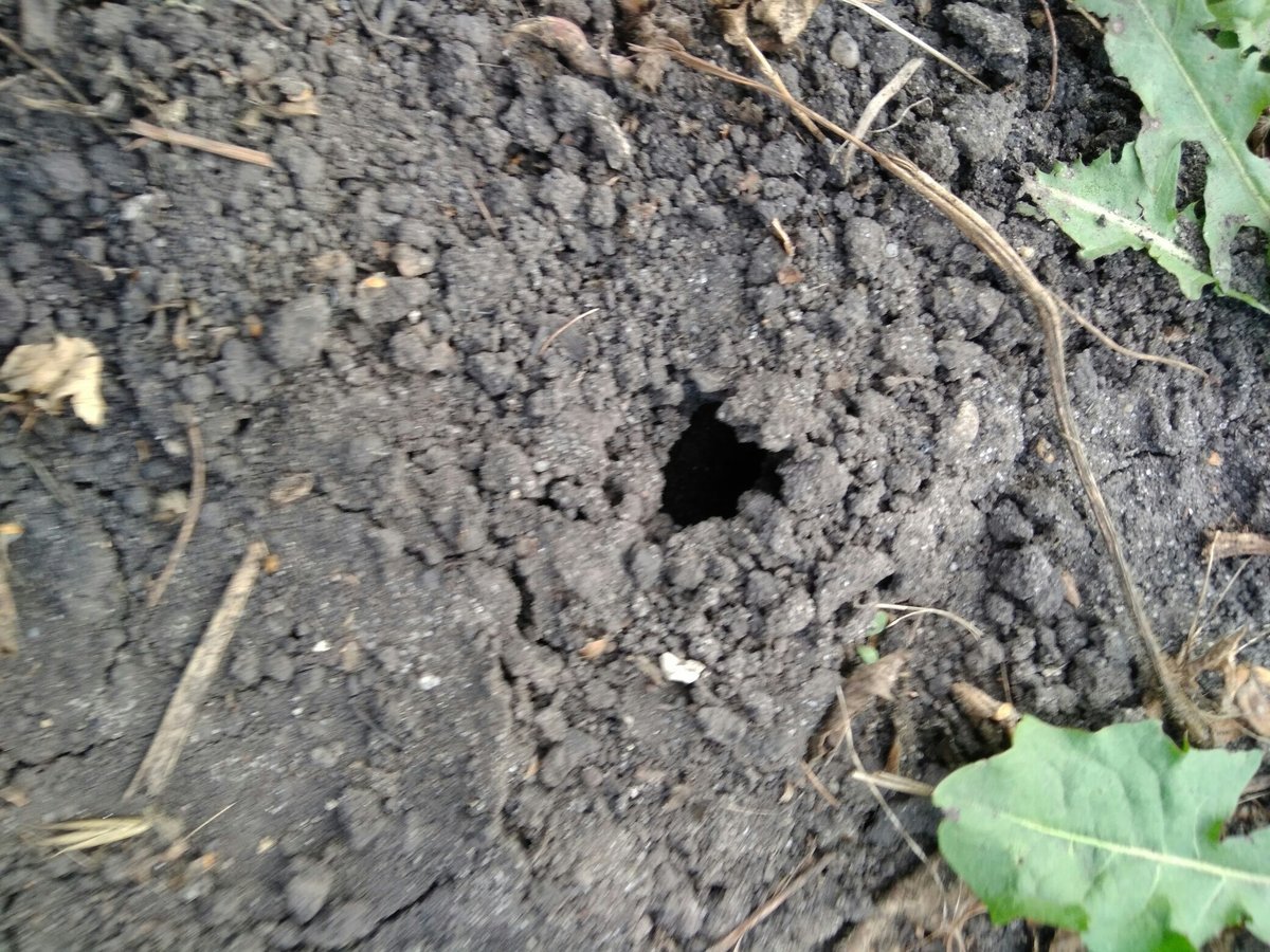 Медведка Дальневосточная