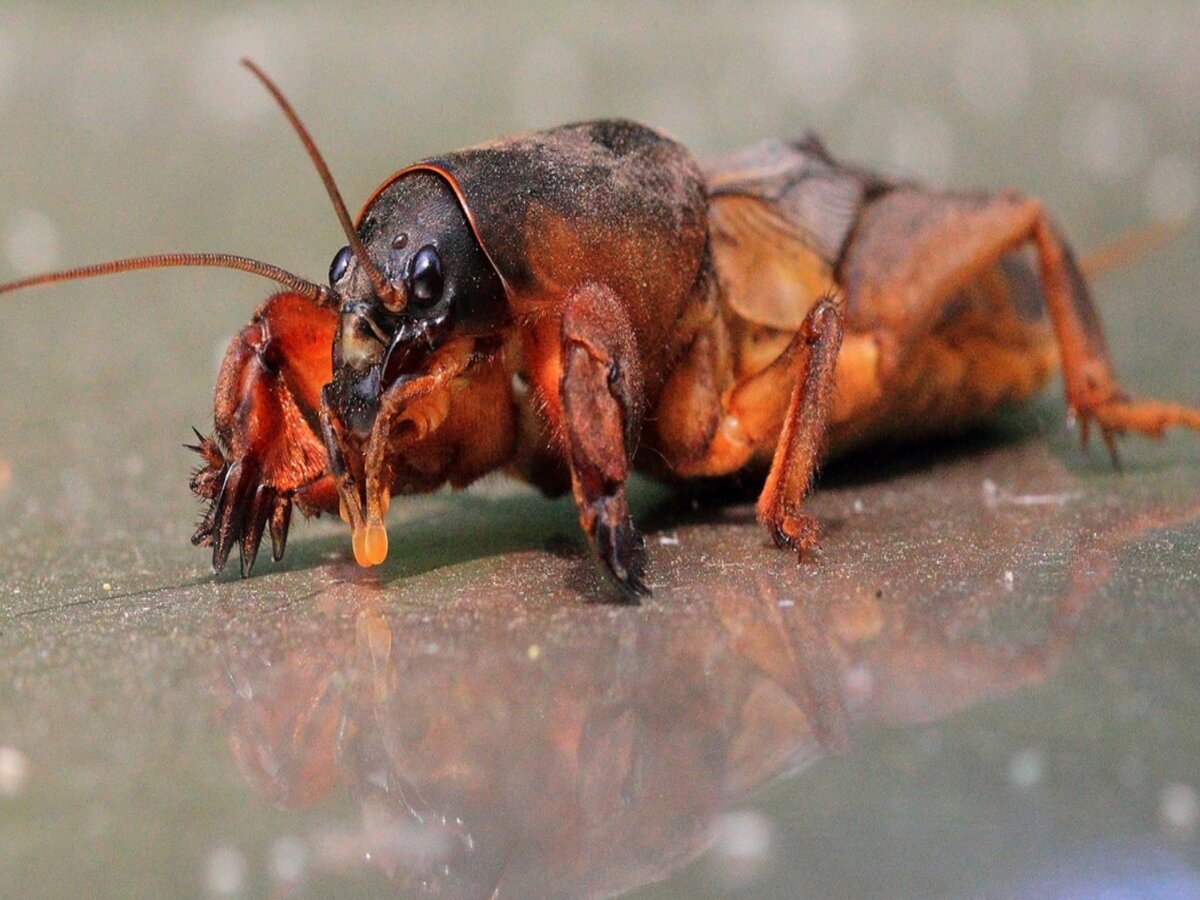 Огромная медведка